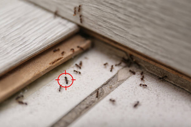 Best Termite Control Services  in Tilden, NE